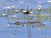 Crocodile attempts to hide amongst the Water Lilies at Marglu Billabong