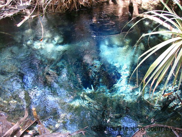 Rainbow Spring – a huge amount of water bubbles up here every day.