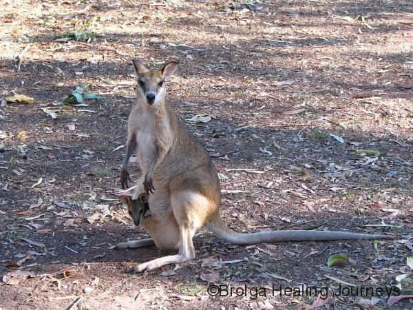 Agile Wallaby and her joey visit our campsite at Nitmiluk        