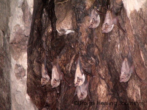 Bats hanging around inside the cave, Nitmiluk