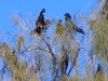 Black Cockatoos in a Desert Oak, Watarrka