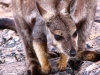 Close-up of Black Flanked Rock Wallaby, Ormiston Gorge       