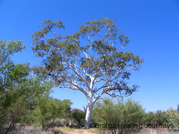 The largest Ghost Gum in the East MacDonnell Ranges.  A beautiful specimen.