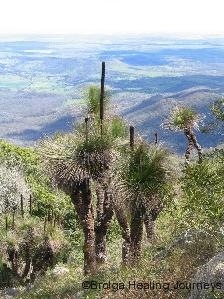 Grass Trees, northern slopes of Bunya Mtns Ntl Pk, QLD