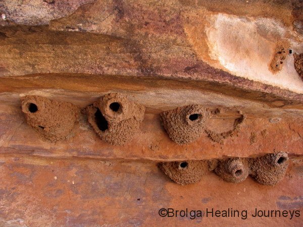 Swallow nests on rockface – Gundabooka Ntl Pk