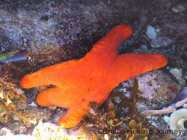 Starfish, off Cape Donnington, Lincoln Ntl Pk