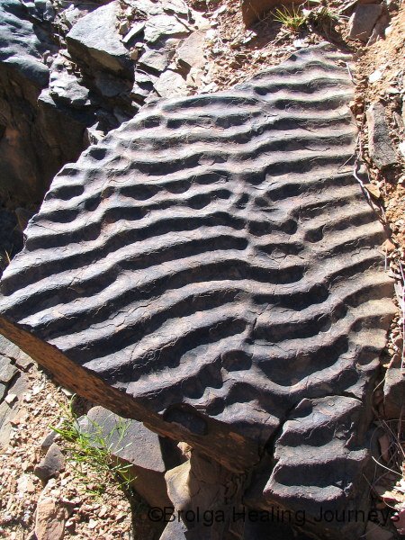 Fossilised ocean floor, Bunyeroo Gorge