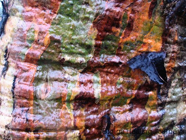 Detail of tree trunk (Red Gum) wet with rain