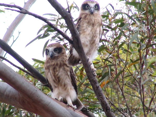 Juvenile Southern Boobook owls, Redbanks                                                            