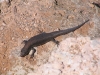 The King Skink – a cliff-top inhabitant