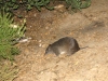 Nocturnal campsite visitor – a Quenda (Southern Brown Bandicoot