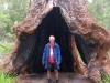 Peter at base of ancient Red Tingle Tree         