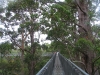 The Tree Top Walk through the giant Tingle Tree forest                                      