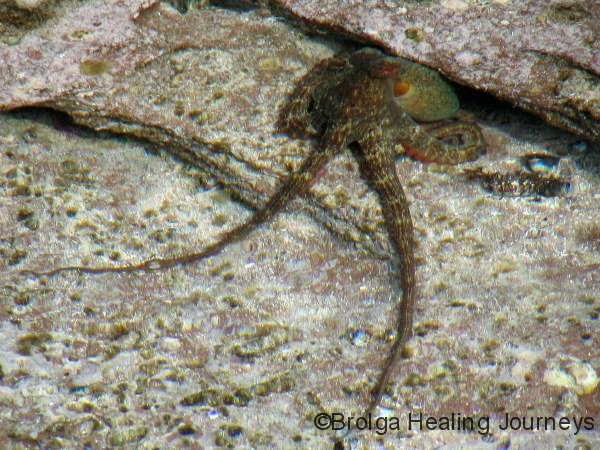 Octopus in rockpool – Kalbarri Ntl Pk                            