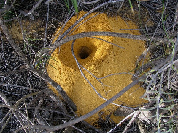 Ant nest – Kalbarri Ntl Pk                                              