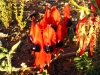 A welcome sight – Sturt’s Desert Pea in late afternoon sun at campsite
