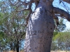 The Gregory Tree, Gregory National Park NT.