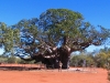 The largest Boab we have seen, between Derby &amp; Fitzroy Crossing WA