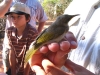 Brown Honeyeater about to be banded at Broome Bird Observatory.  Held by Warden Nic Ward, this gives a good idea of how small these birds are.