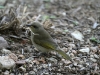 Brown Honeyeater collecting material for nest, Alice Springs