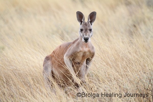 Red Kangaroo in the long grass at Buckaringa