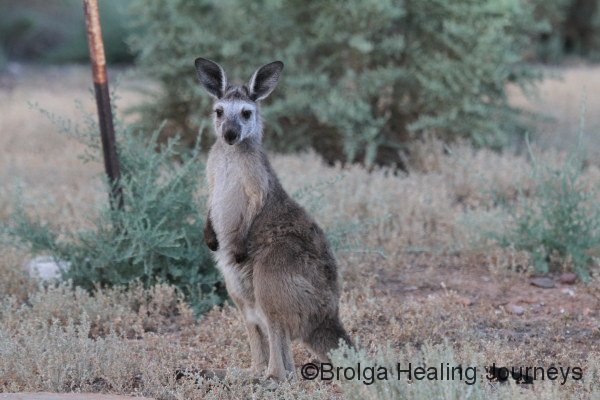 Young Western Grey Kangaroo near the Buckaringa cottage.  We've never seen one with such a pale face.