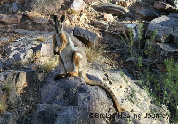 Yellow-Footed Rock Wallaby in Buckaringa Gorge.  Beautiful, extremely well-camouflaged creatures that seem to disappear into the rock-faces.