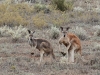 Red Kangaroos, female (left) and male (right). Impressive creatures indeed.  