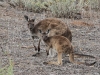 Female and juvenile Western Grey Kangaroos