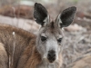 Close-up of Western-Grey Kangaroo