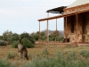 The welcoming committee!  Female Western Grey Kangaroo near the Buckaringa cottage