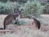 Female and young Western Grey Kangaroos near Buckaringa cottage.