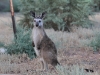 Young Western Grey Kangaroo near the Buckaringa cottage.  We&#039;ve never seen one with such a pale face.