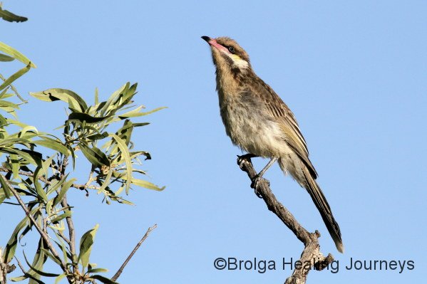 A Spiny-Cheeked Honeyeater at Buckaringa.  We were surrounded by these beautiful birds.