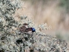 Male and female Variegated Fairy Wrens