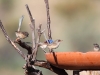 Variegated Fairy Wrens at the birdbath