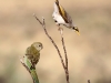 Yellow-Throated Miner and female Red-Rumped Parrot
