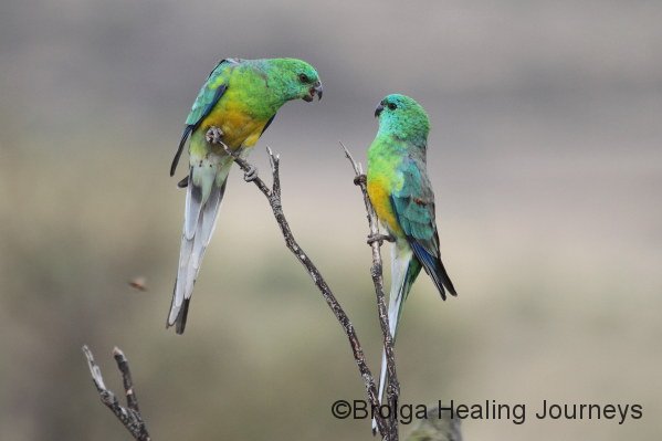 Red-Rumped Parrots.  A couple of males have a difference of opinion