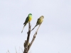 Red-Rumped Parrots