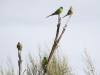 Red-Rumped Parrots