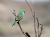 Male Red-Rumped Parrot