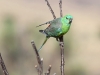 Male Red-Rumped Parrot