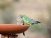 A tender moment between two Red-Rumped Parrots
