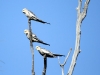 Female/young Cockatiels at Buckaringa.