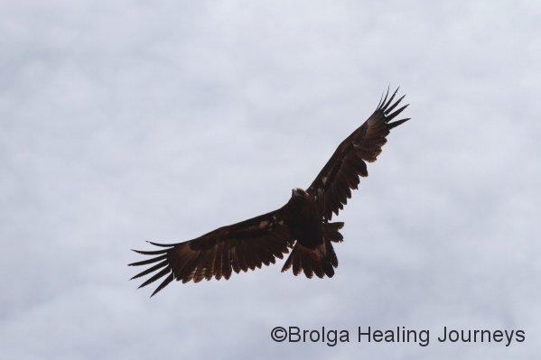 Wedge-tailed Eagle near Buckaringa Gorge