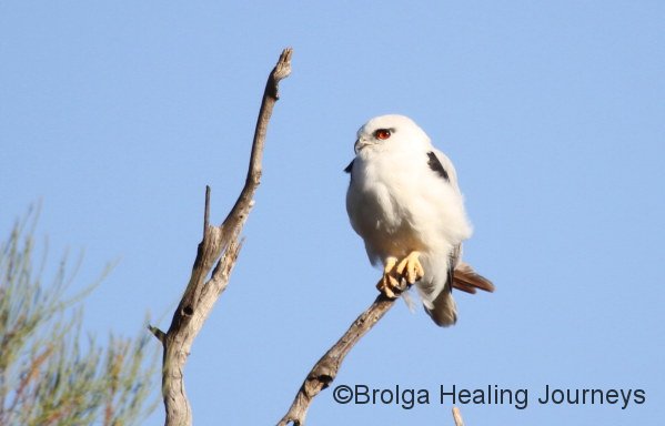 Black-shouldered Kite near Buckaringa cottage.  A frequent visitor.