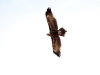 Wedge-tailed Eagle near Buckaringa Gorge