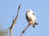 Black-shouldered Kite near Buckaringa cottage.  A frequent visitor.