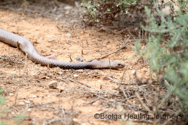 Western Brown Snake near the cottage - a reminder not to wander around bare-footed.