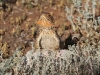 Central Bearded Dragon at Buckaringa.  This gorgeous reptile loved to warm itself in the sun each morning.